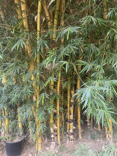 Golden Bamboo