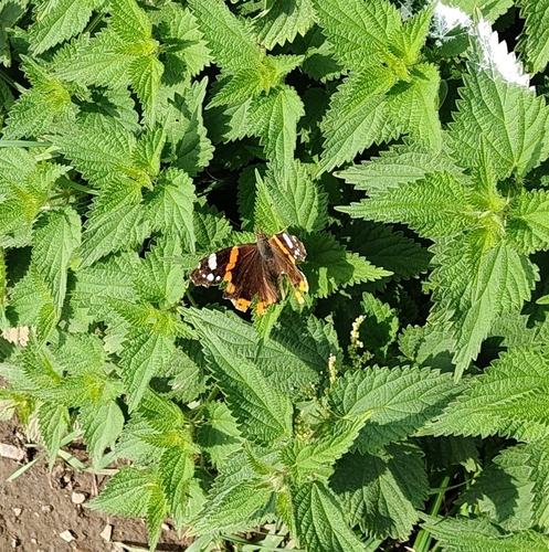 Red Admiral