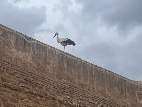 White Stork
