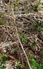 Hylotelephium verticillatum