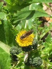 Platycheirus manicatus