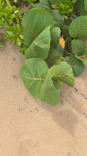 sea grape