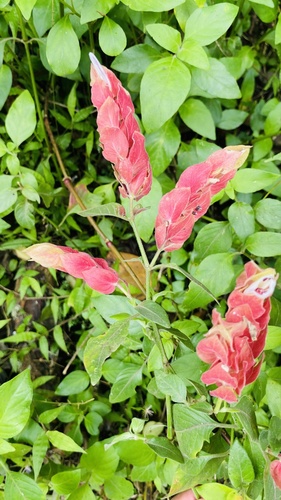 Justicia brandegeeana observed 2026-10-06