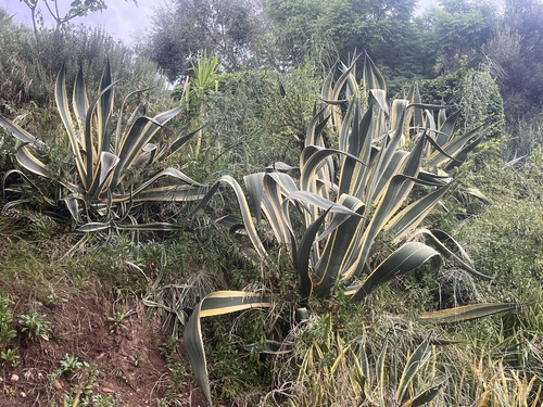 American century plant