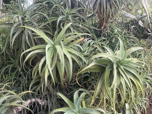 Candelabra Aloe