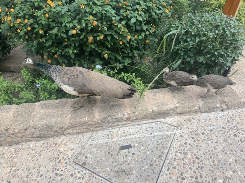 Indian Peafowl