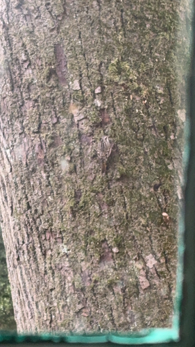 Short-toed Treecreeper
