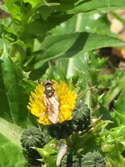 Platycheirus manicatus