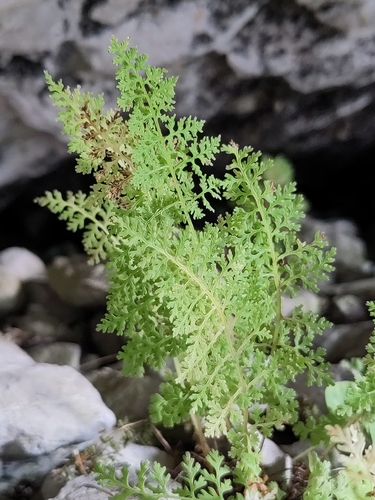 alpine bladder-fern