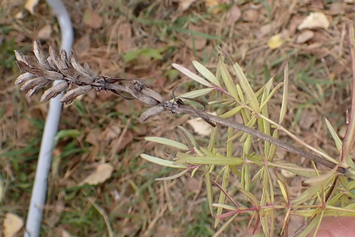 Dracocephalum ruyschiana, 2026-10-04