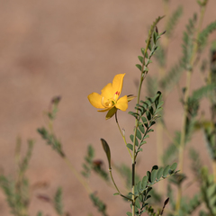Petalostylis labicheoides