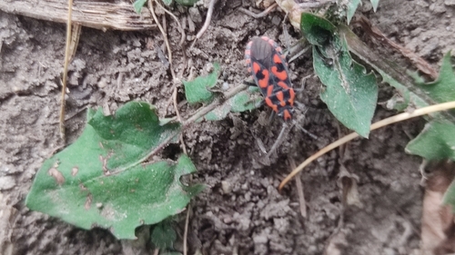 Spilostethus saxatilis