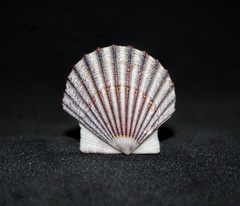 Leptopecten tumbezensis