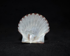 Leptopecten tumbezensis
