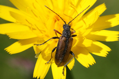 Brachysomida californica