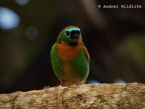 Brassy-breasted Tanager