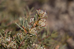 Hakea collina