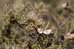 Hakea collina
