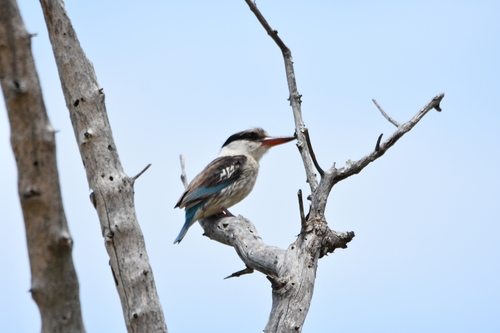 iNaturalist image