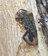 Reddyanus melanodactylus