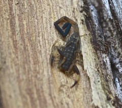 Reddyanus melanodactylus