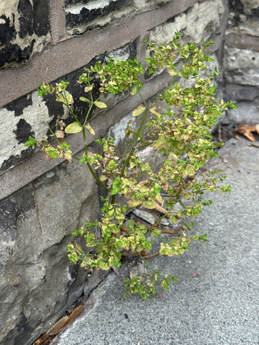Petty Spurge