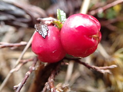 Gaultheria nubicola