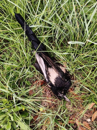 Eurasian Magpie