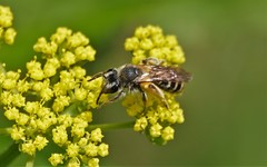 Andrena