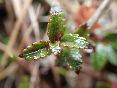 Gaultheria nubicola