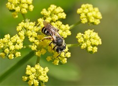 Andrena