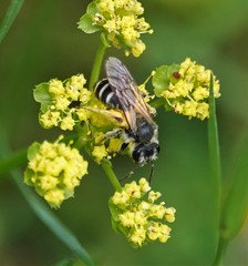 Andrena