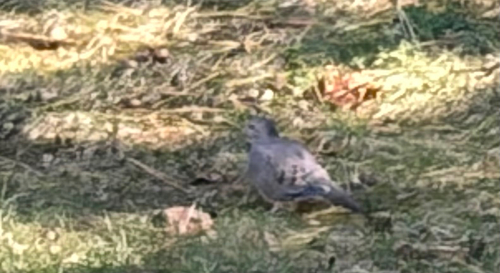 Mourning Dove