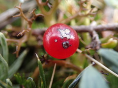 Coprosma cheesemanii