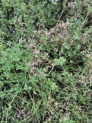 Ranunculus parviflorus