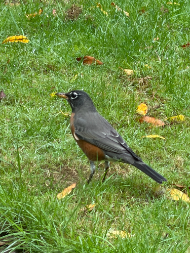 American Robin