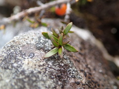 Coprosma cheesemanii