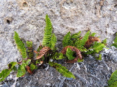 Blechnum microphyllum