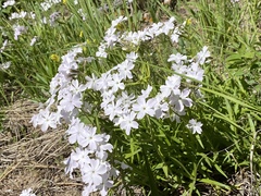 Phlox longifolia