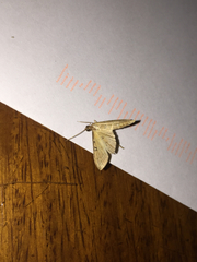 Tatobotys janapalis