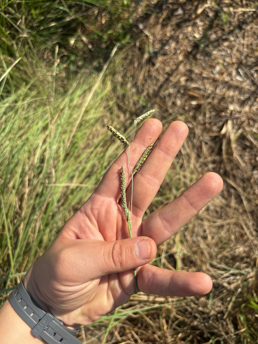 Paspalum plicatulum observed 2026-10-06