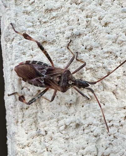 Western Conifer Seed Bug