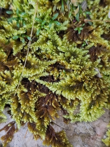 Comb-moss