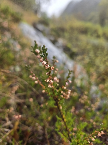 common heather
