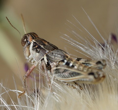 Oedaleonotus enigma
