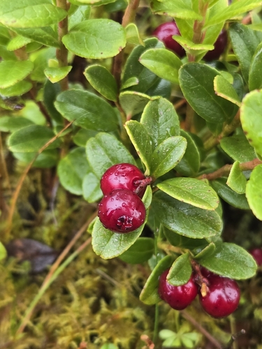 Lingonberry