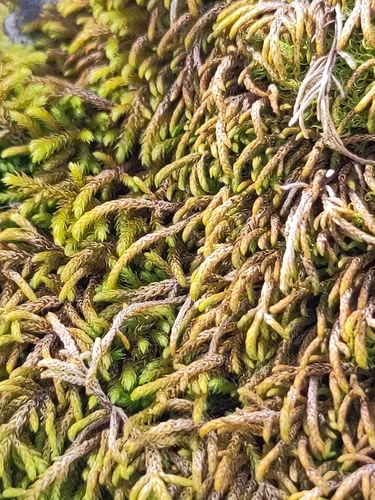 Lescuraea incurvata