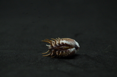 Hysteroconcha multispinosa