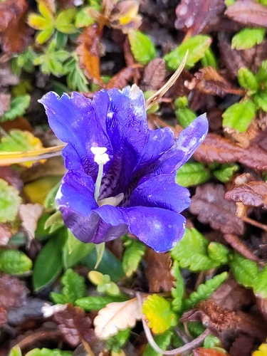 Clusius' gentian