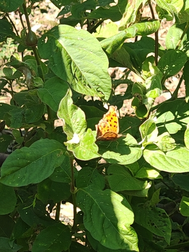 Asian Comma